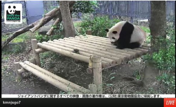 pandas zoo ueno