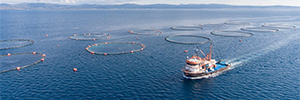 Hikvision schützt die Gattung einer italienischen Fischzucht im offenen Meer